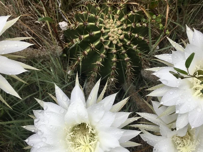 Cultivo y cuidados botánicos de Cactus erizo