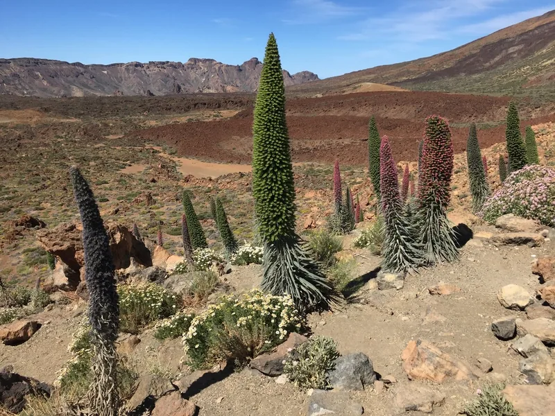 Cultivo y cuidados botánicos de Tajinaste rojo