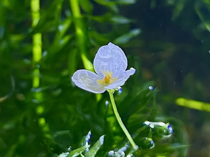 Cultivo y cuidados botánicos de Egeria densa