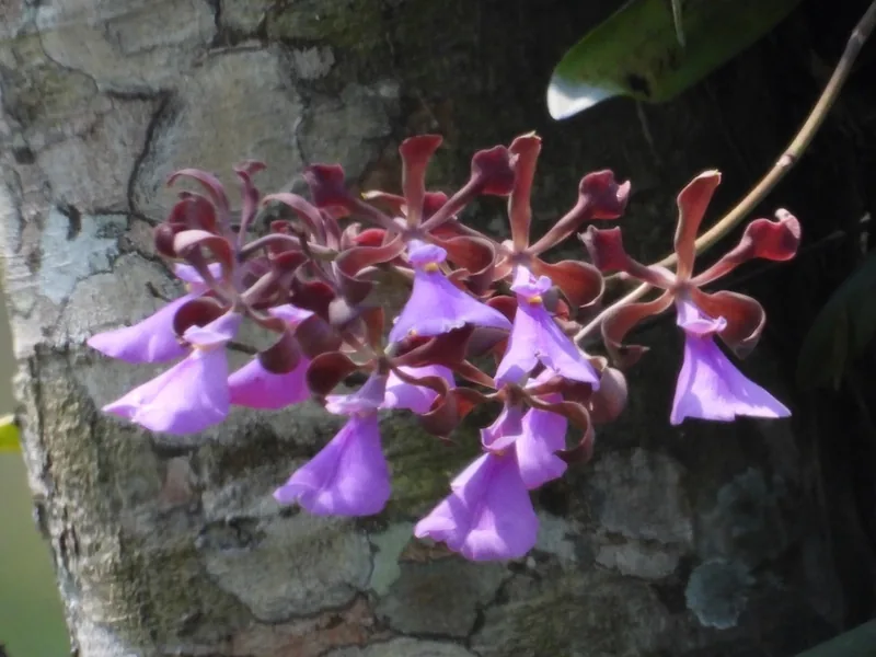 Cultivo y cuidados botánicos de Orquídea Corazón