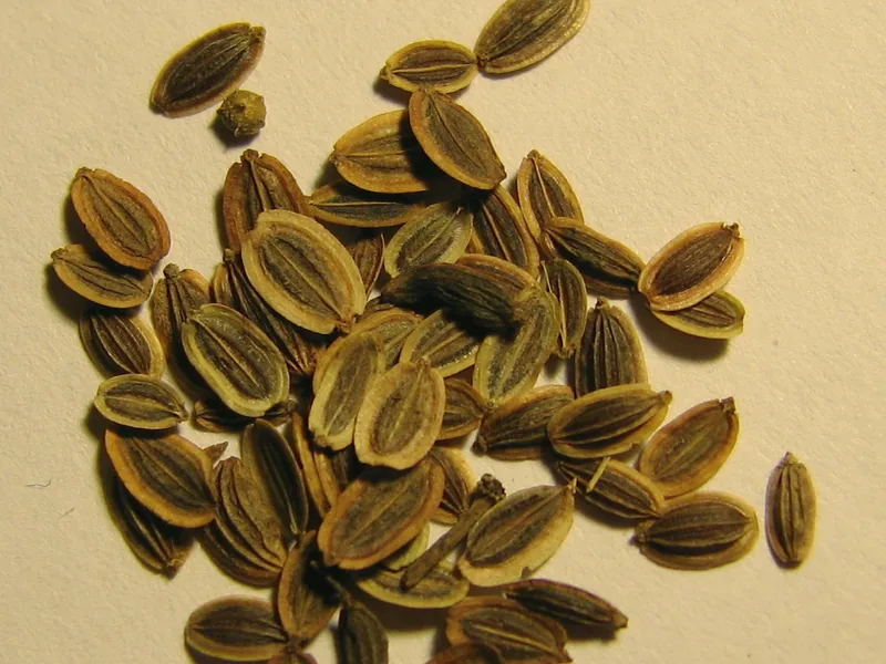 Cultivo y cuidados botánicos de Eneldo Bianual