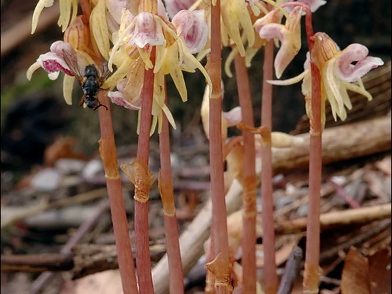 Cultivo y cuidados botánicos de Orquídea fantasma europea