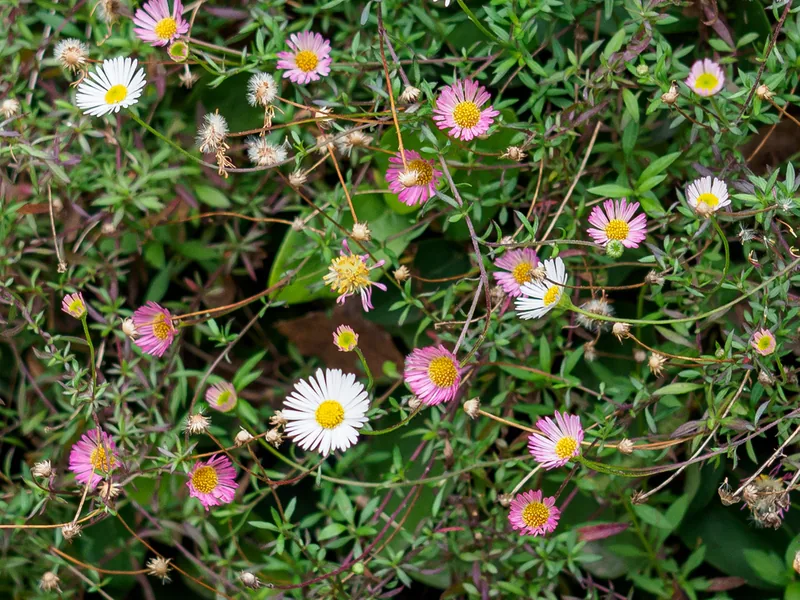 Cultivo y cuidados botánicos de Erígero o Margarita de Karvinsky