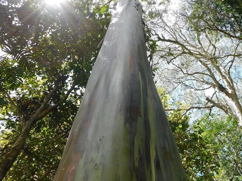 Cultivo y cuidados botánicos de Eucalipto arcoíris