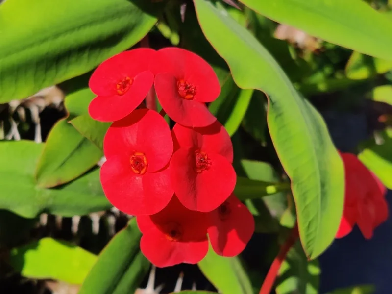 Cultivo y cuidados botánicos de Corona de Cristo