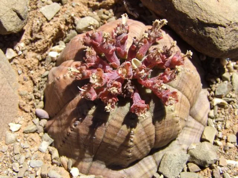 Cultivo y cuidados botánicos de Planta béisbol