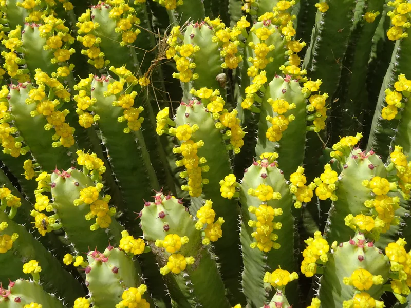 Cultivo y cuidados botánicos de Euforbia resinofera