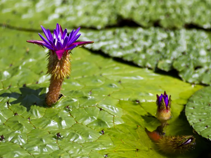 Cultivo y cuidados botánicos de Loto espinoso
