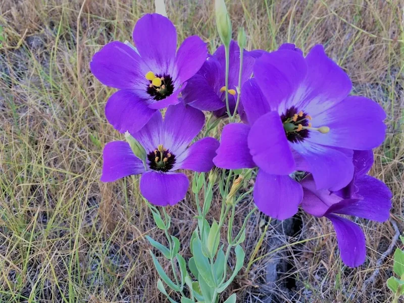 Cultivo y cuidados botánicos de Lisianthus