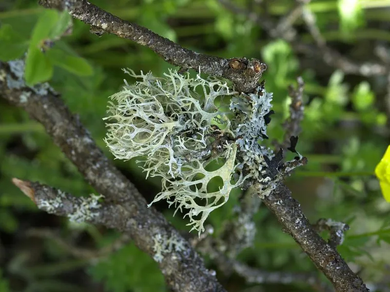 Cultivo y cuidados botánicos de Musgo de roble
