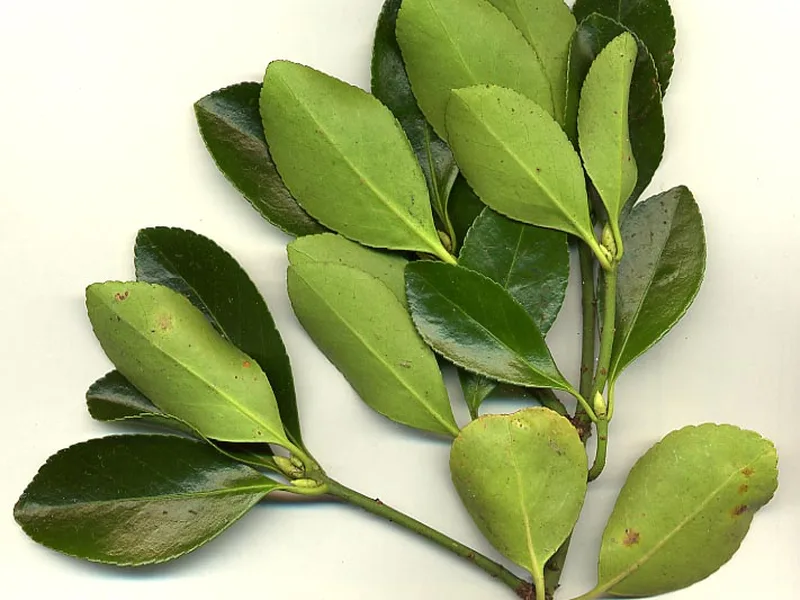 Cultivo y cuidados botánicos de Evonymus Japonicus