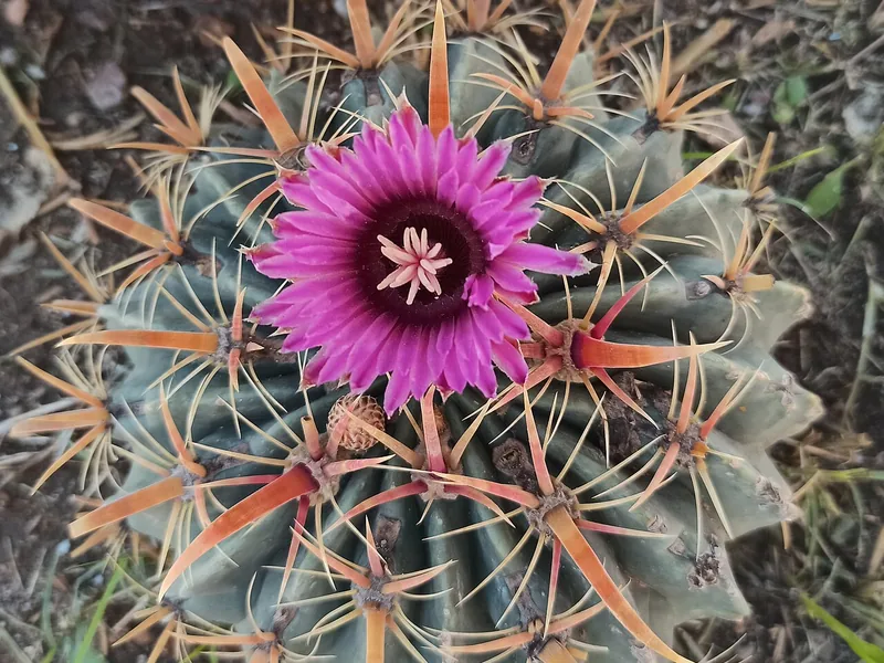 Cultivo y cuidados botánicos de Ferocactus lengua de diablo