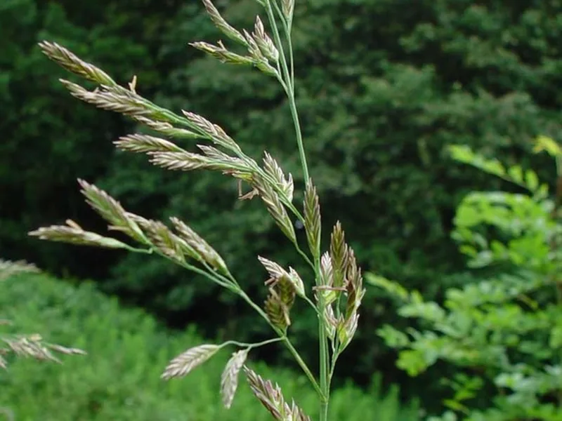Cultivo y cuidados botánicos de Festuca alta
