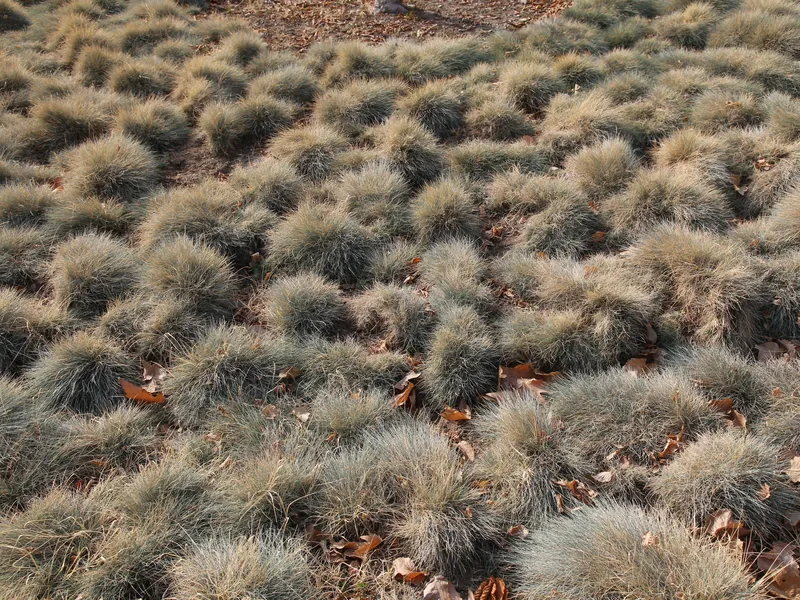 Cultivo y cuidados botánicos de Festuca azul