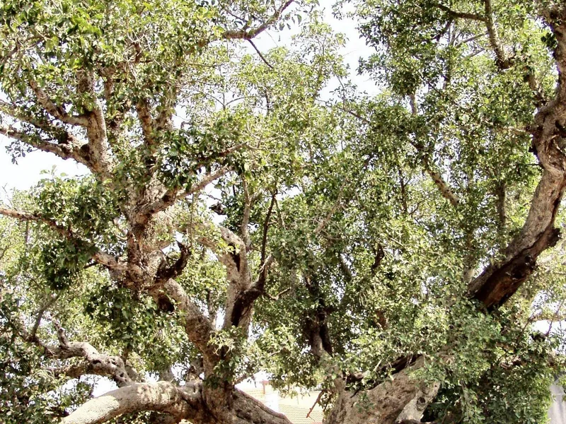 Cultivo y cuidados botánicos de Ficus Ameliorata