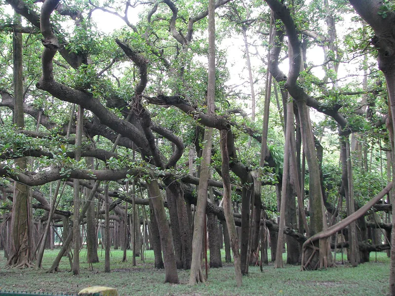 Cultivo y cuidados botánicos de Ficus Audrey