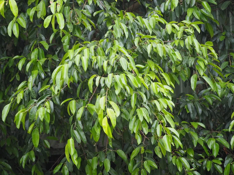 Cultivo y cuidados botánicos de Ficus Benjamina
