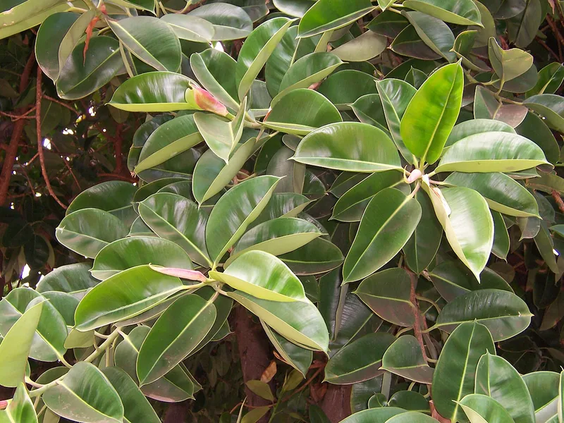 Cultivo y cuidados botánicos de Árbol del Caucho Robusto