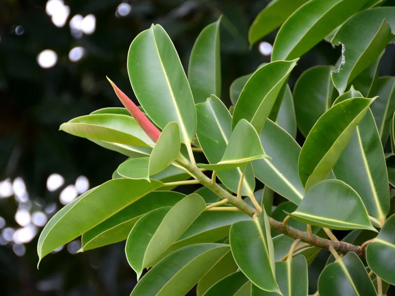 Ficha botánica de Ficus Elástica (Ficus elastica)