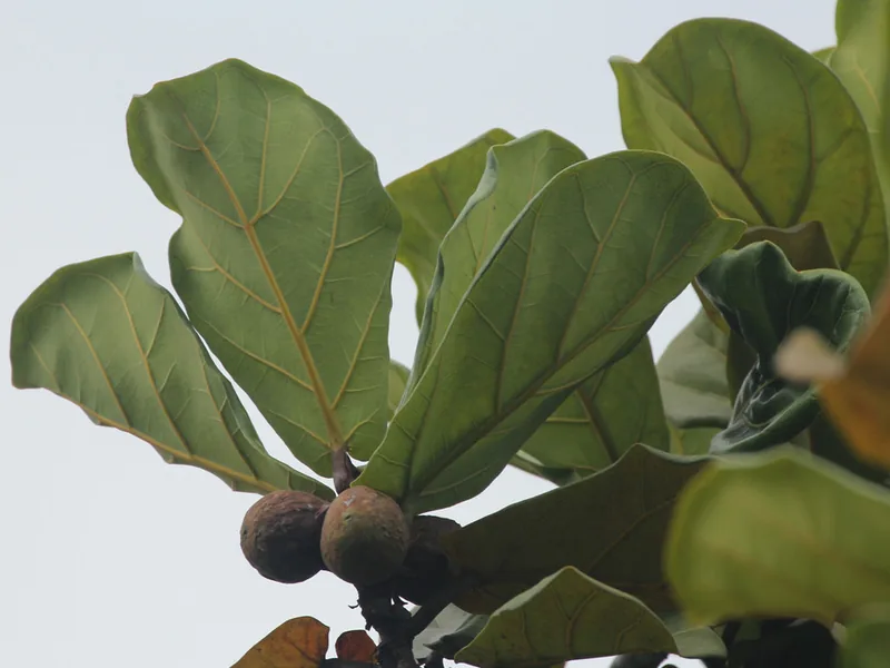 Cultivo y cuidados botánicos de Ficus Lira