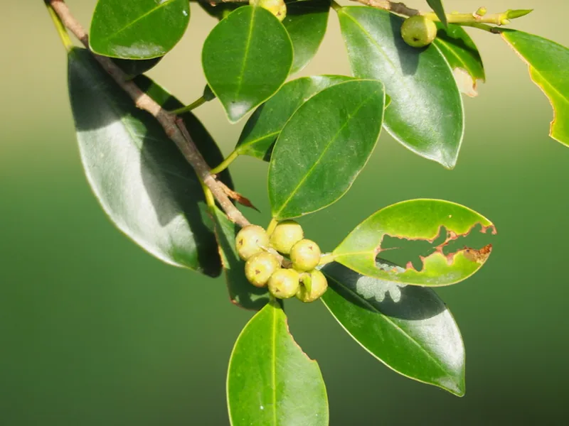 Cultivo y cuidados botánicos de Ficus de Bengala