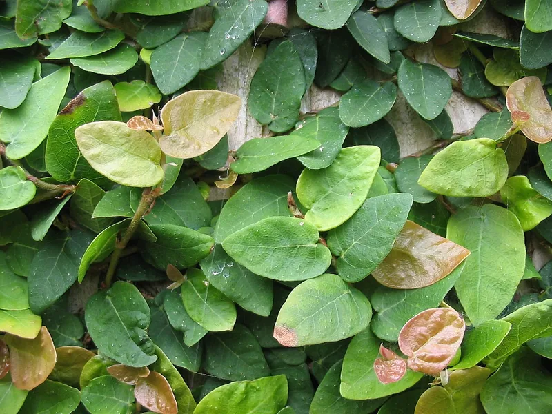 Cultivo y cuidados botánicos de Ficus trepador de hoja de roble