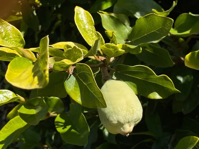 Cultivo y cuidados botánicos de Hiedra Trepadora