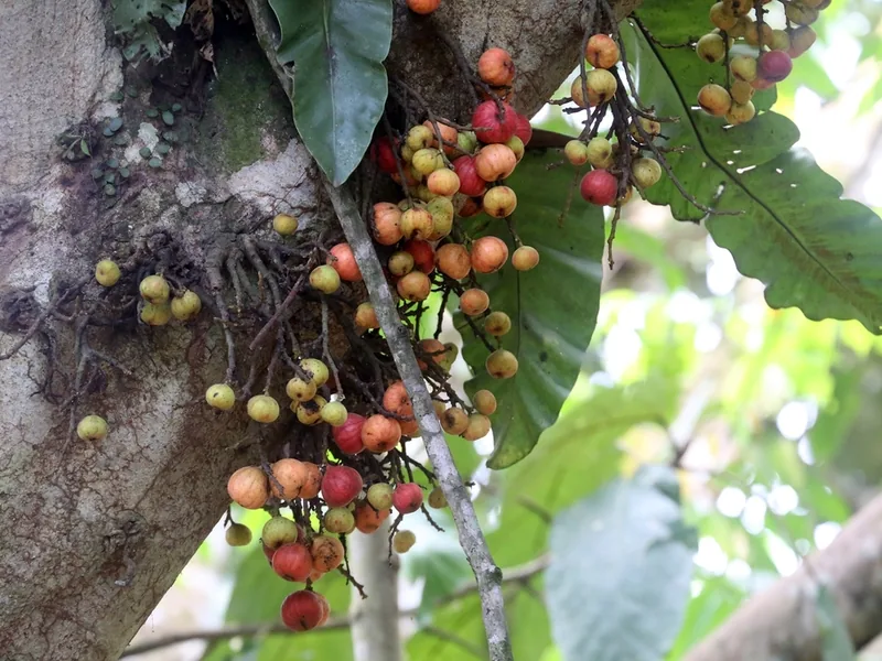 Cultivo y cuidados botánicos de Higuera Racimosa