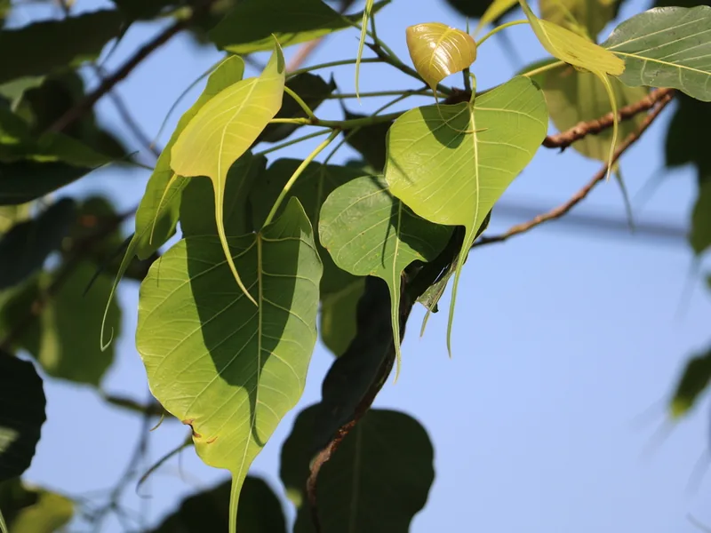 Cultivo y cuidados botánicos de Higuera sagrada