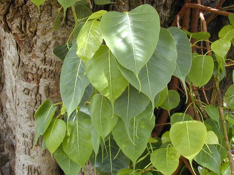 Cultivo y cuidados botánicos de Higuera Sagrada