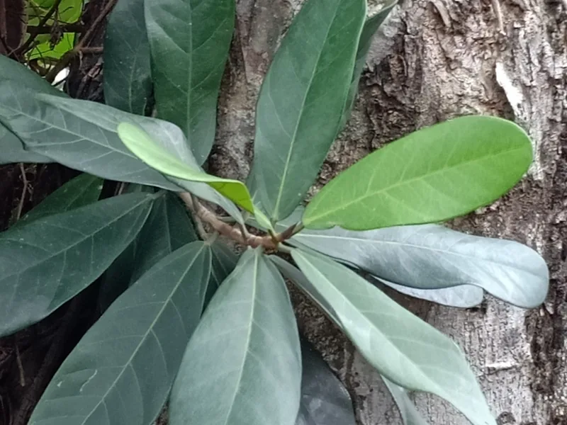Cultivo y cuidados botánicos de Ficus Ginseng o Laurel de Indias