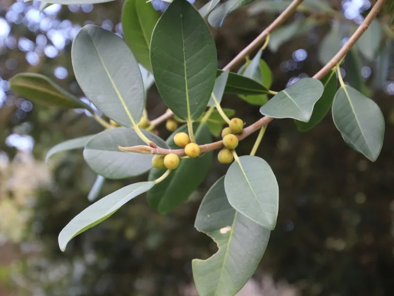 Cultivo y cuidados botánicos de Higuera de hoja de óxido