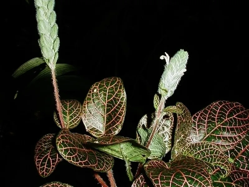Cultivo y cuidados botánicos de Planta Mosaico