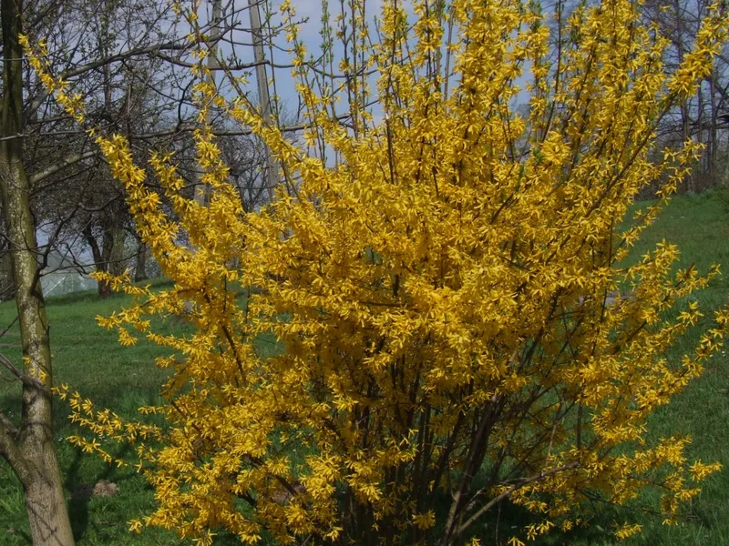 Cultivo y cuidados botánicos de Forsitia
