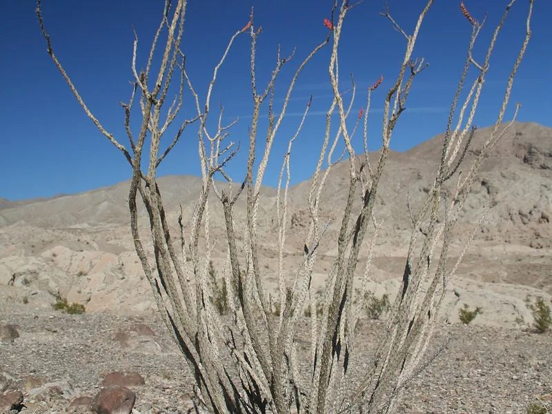 Cultivo y cuidados botánicos de Ocotillo