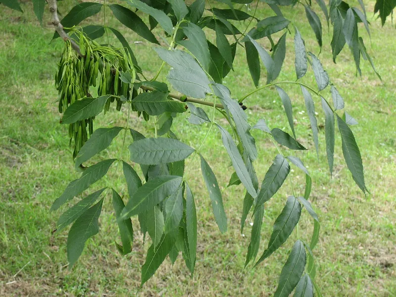 Cultivo y cuidados botánicos de Fresno común