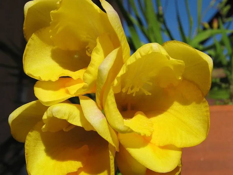 Cultivo y cuidados botánicos de Freesia
