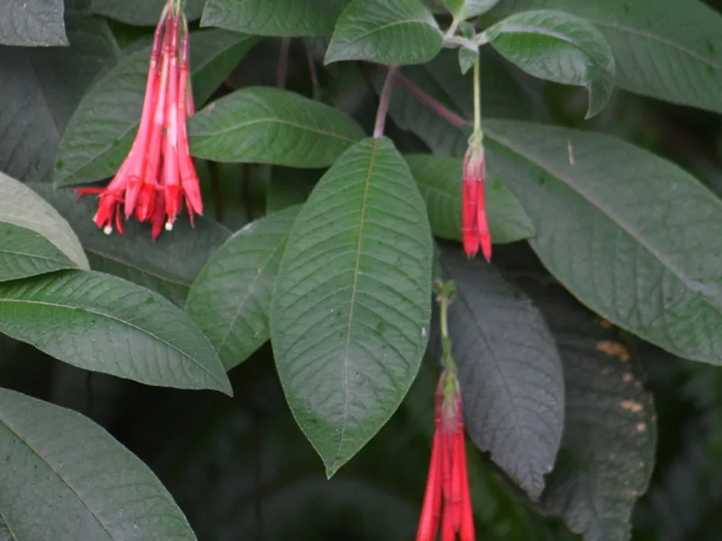 Cultivo y cuidados botánicos de Fucsia de Bolivia