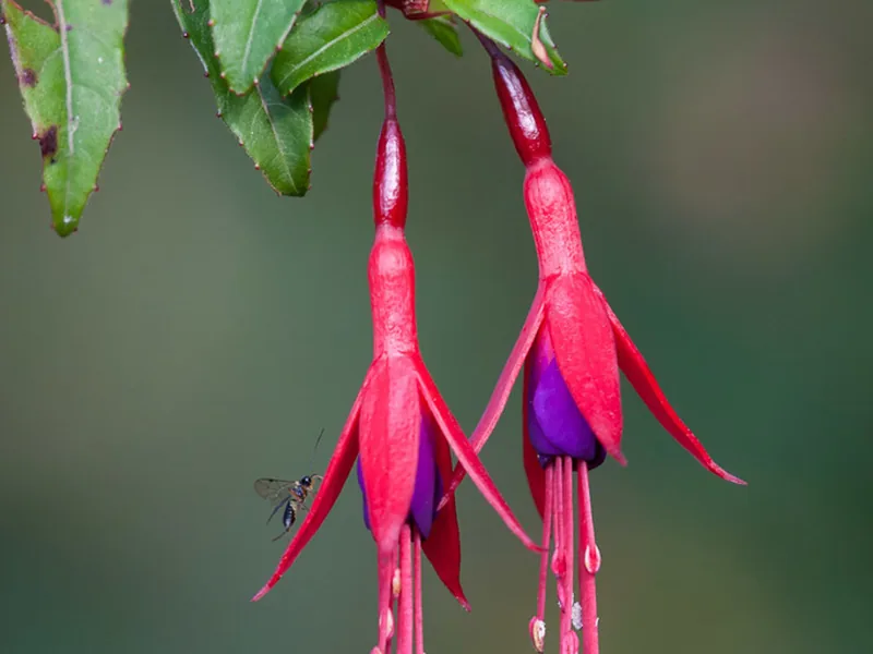 Cultivo y cuidados botánicos de Fucsia magallánica