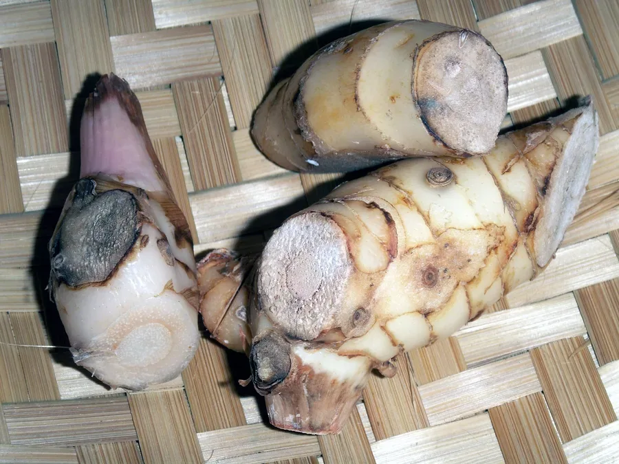 Cultivo y cuidados botánicos de Galanga mayor