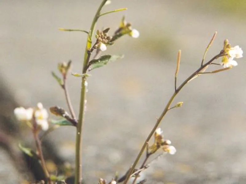 Cultivo y cuidados botánicos de Arabidopsis luminiscente genéticamente modificada
