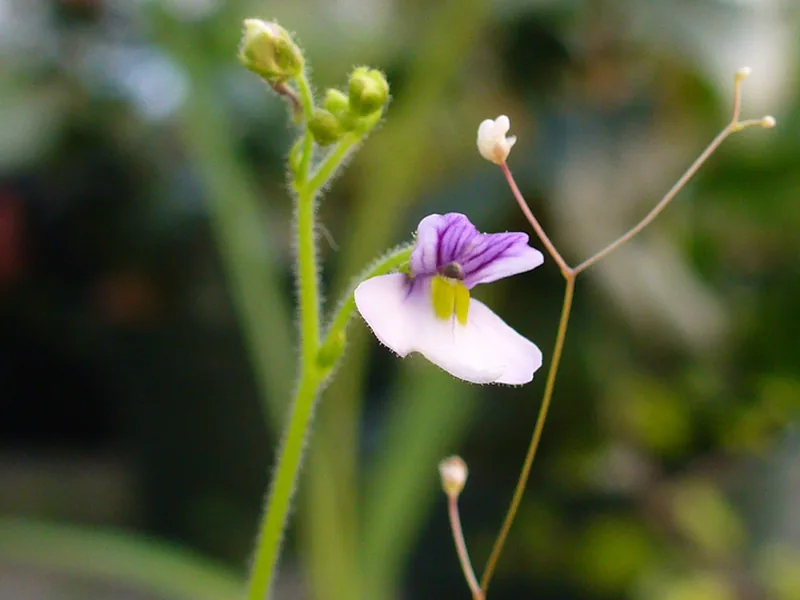 Cultivo y cuidados botánicos de Genlisea lobata
