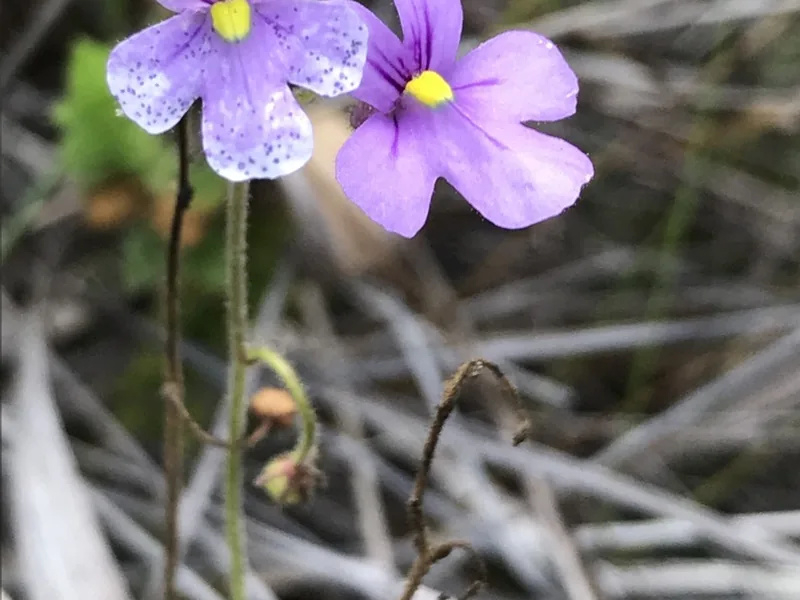 Cultivo y cuidados botánicos de Genlisea violeta