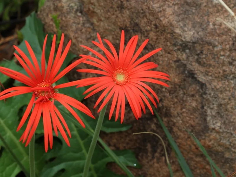 Cultivo y cuidados botánicos de Gerbera