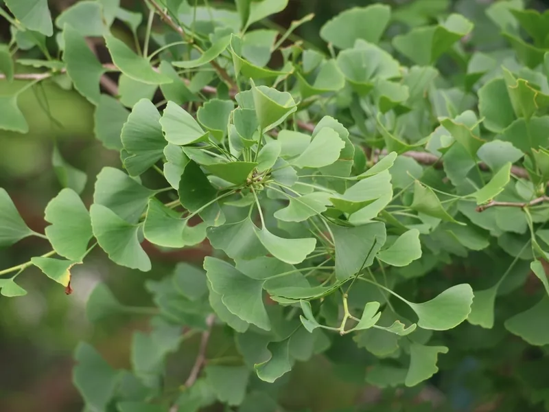 Cultivo y cuidados botánicos de Ginkgo o Árbol de los cuarenta escudos