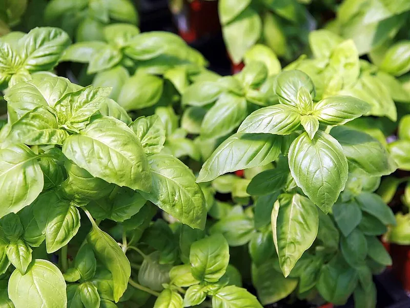 Cultivo y cuidados botánicos de Albahaca Bioluminiscente