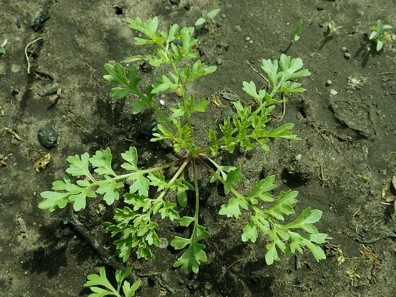Cultivo y cuidados botánicos de Berro luminiscente