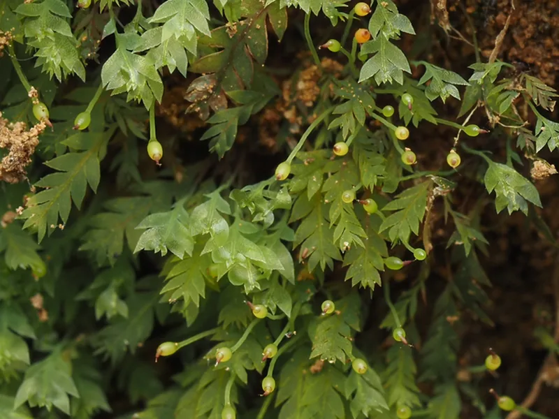 Cultivo y cuidados botánicos de Musgo luminiscente