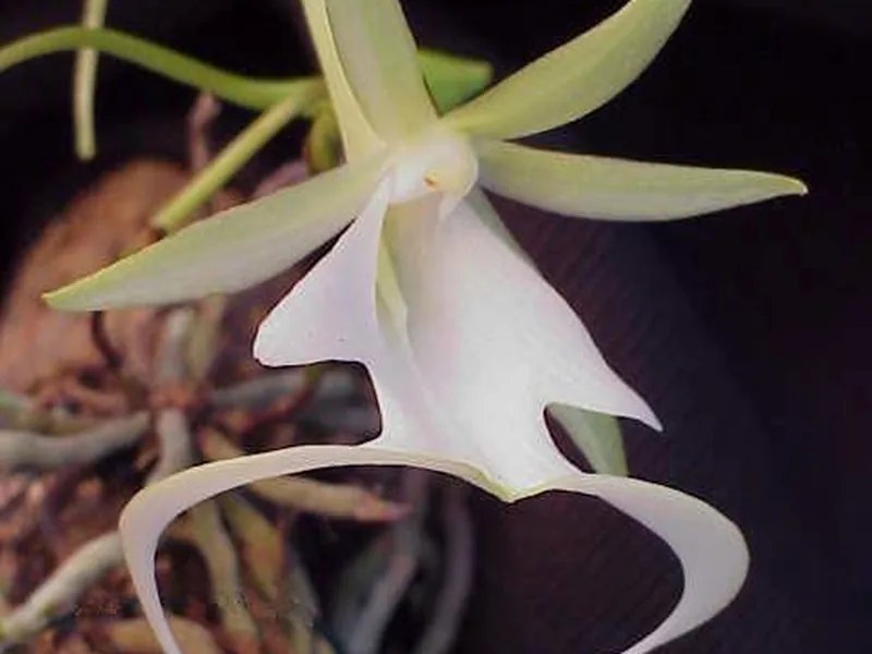 Cultivo y cuidados botánicos de Orquídea luminiscente