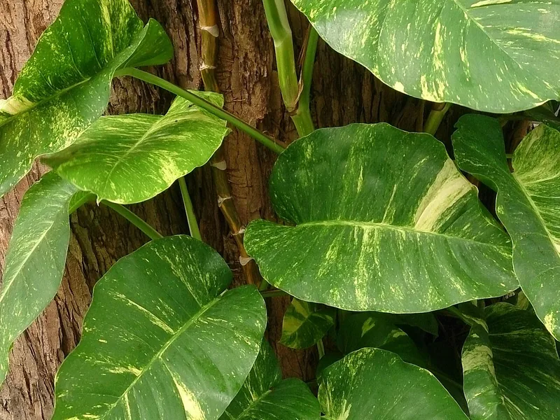 Cultivo y cuidados botánicos de Potos luminiscente